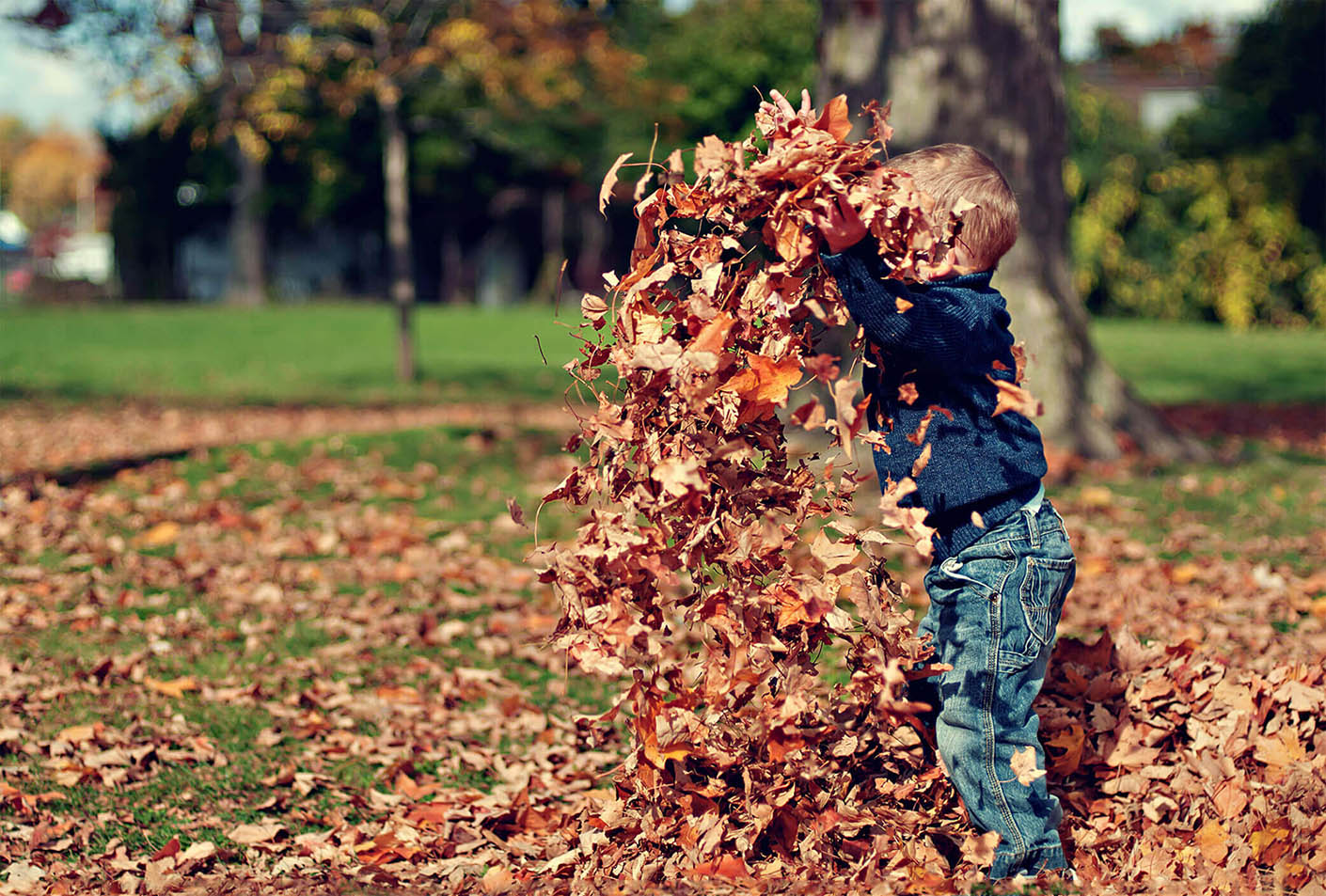 Child playing in a pile of leaves